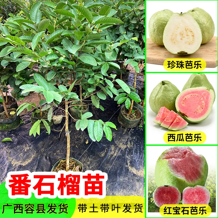 台湾珍珠四季番石榴苗红心芭乐番石榴苗红宝石番石榴苗当年可结果