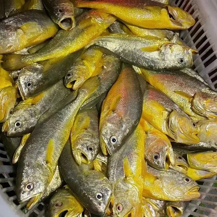 台州本地小船货小黄鱼（规格以直播间为准现称现在卖）