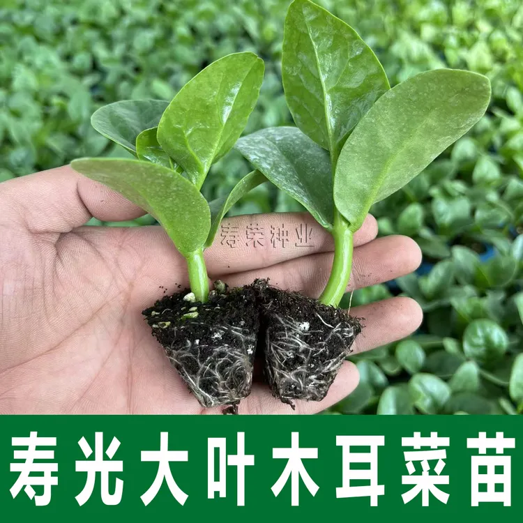 秧苗爬藤绿色新鲜四季种子大田阳台南方菠菜蔬菜菠菜黄瓜蔬菜种子