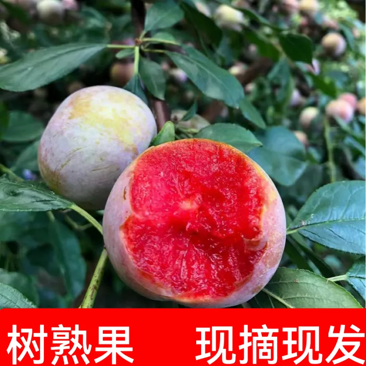 [顺丰包邮]福建红心芙蓉李三华李酸甜多汁现摘现发5斤孕妈妈水果