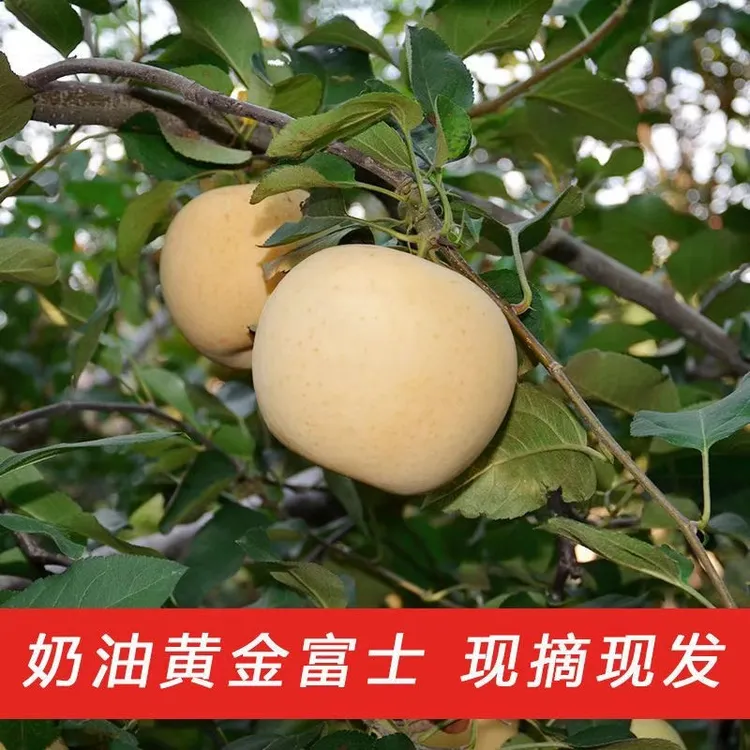 黑石汪沂蒙山新鲜苹果奶油富士鲜果酸脆甜现摘苹果水果当季整箱