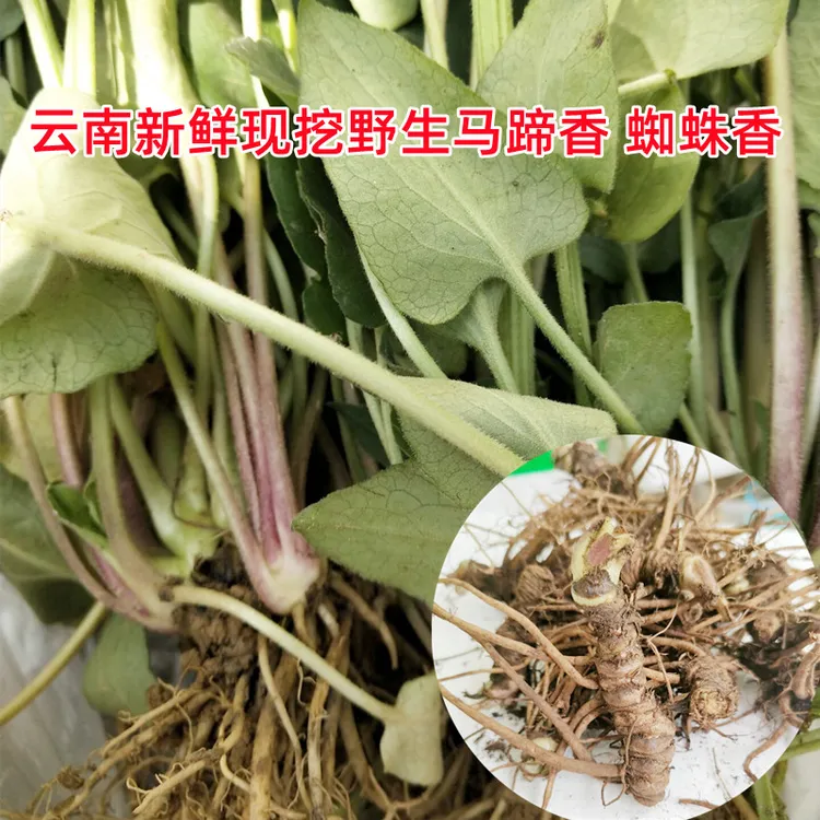 蜘蛛香 云南特产新鲜 马蹄香养心莲猫儿屎心叶纈鸡屎臭药500g包邮