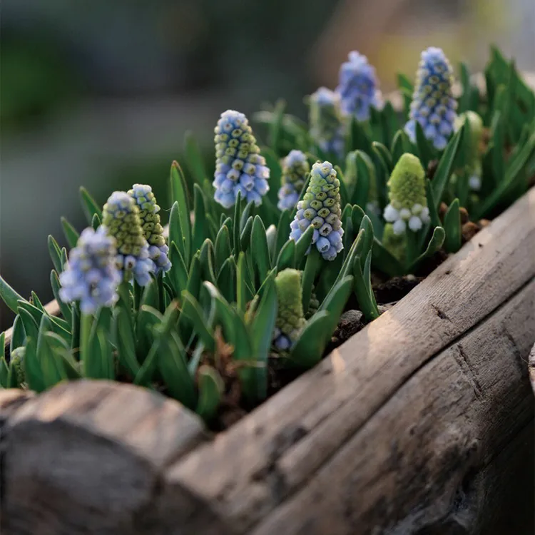 葡萄风信子种球冬季土培耐寒易活花卉室内水养水培套餐盆栽风信子