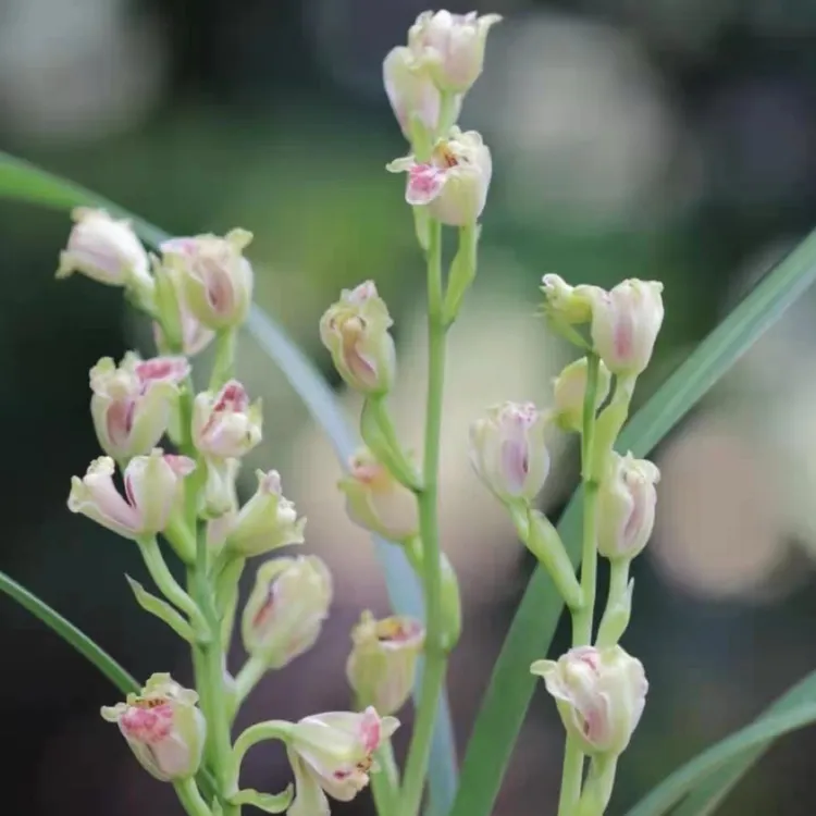 彩云追月建兰水仙瓣奇花浓香四季开花兰花