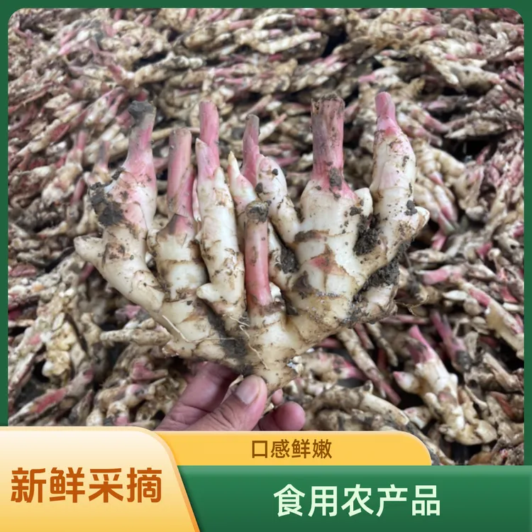 （得管家）广西柳州新鲜红芽嫩姜子姜生姜3-9斤当天挖当天发