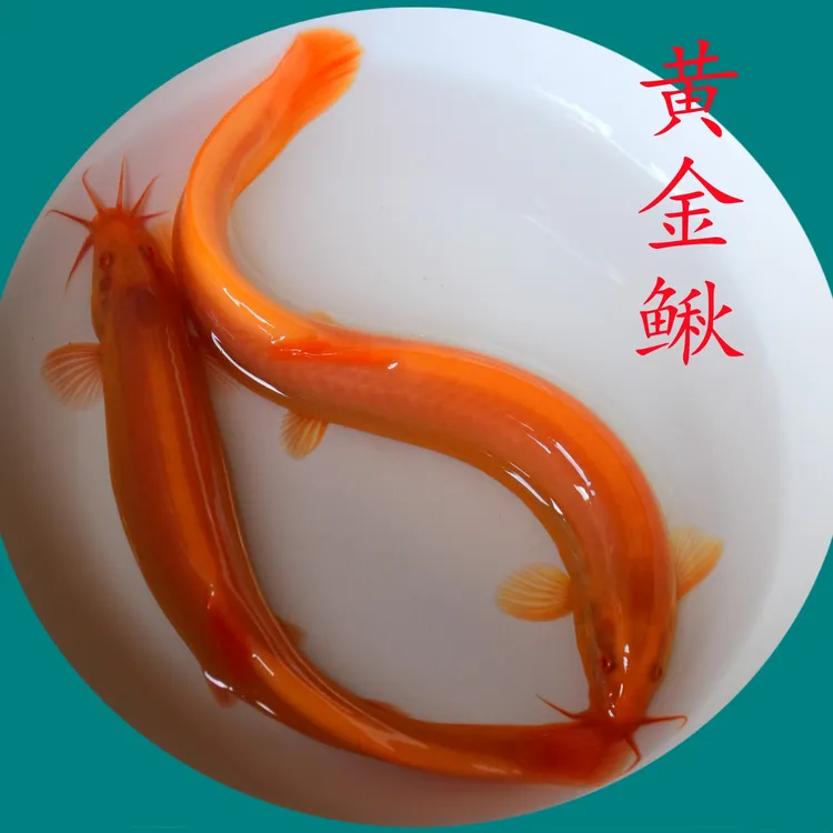 观赏鱼宠物活物涣雨黄金泥鳅好养耐活清洁鱼冷水鱼清道夫鱼工具鱼