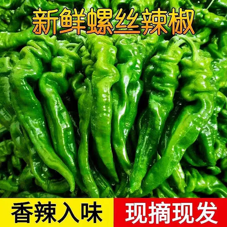 2025新鲜螺丝辣椒农家蔬菜青椒3/5包邮皱皮椒虎皮椒非小米椒红椒