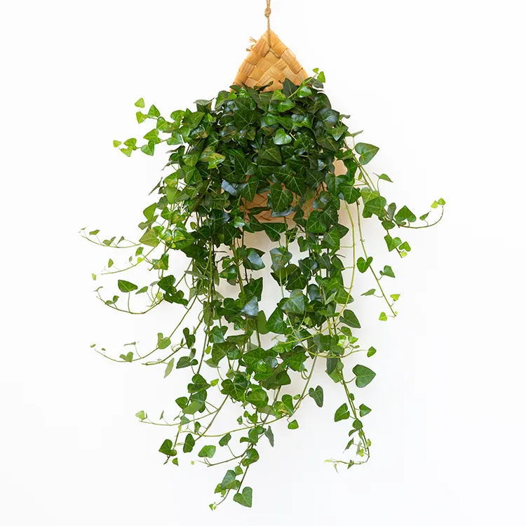 【爱心常春藤】垂吊植物爱心长青藤吊兰绿植盆栽净化空气除甲醛挂专