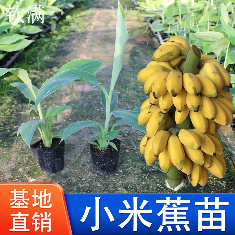 小米蕉苗带土广西中蕉9号香蕉苗四季种植小米蕉苗皇帝蕉苗