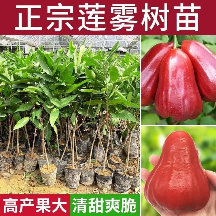 莲雾树苗嫁接黑金刚大叶红莲雾果树苗带土带叶黑糖芭比莲雾苗