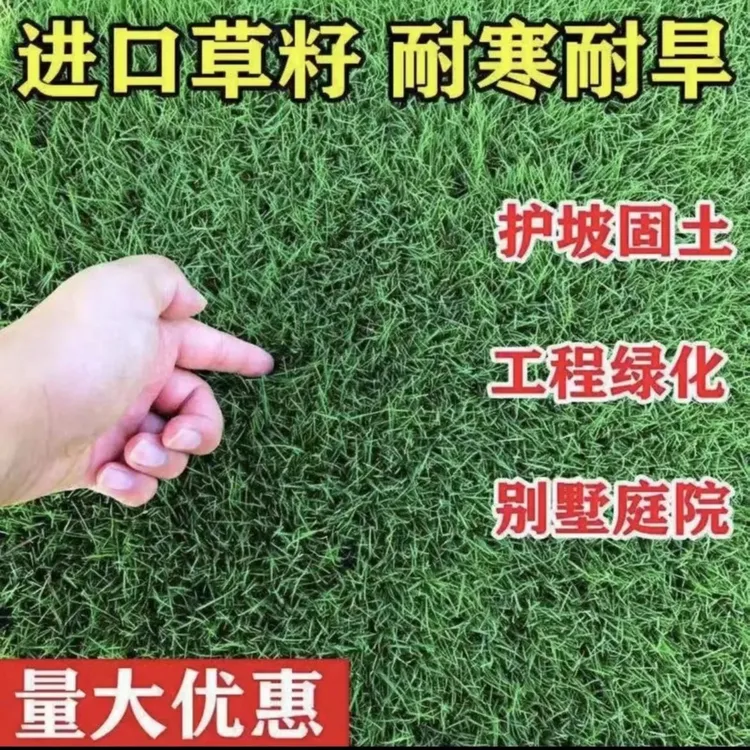 草坪草籽四季青护坡绿化草籽庭院绿化草籽停车坪草籽高尔夫防冻草