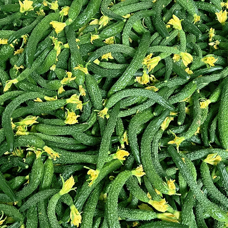 小黄瓜新鲜小黄瓜扭3/5斤拇指粗细小黄瓜腌制酱瓜蔬菜新鲜采摘