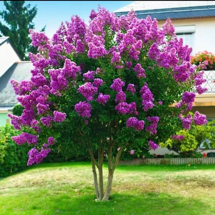 丁香花树苗浓香花苗花卉植物耐寒庭院四季室外别墅白紫丁香花盆栽