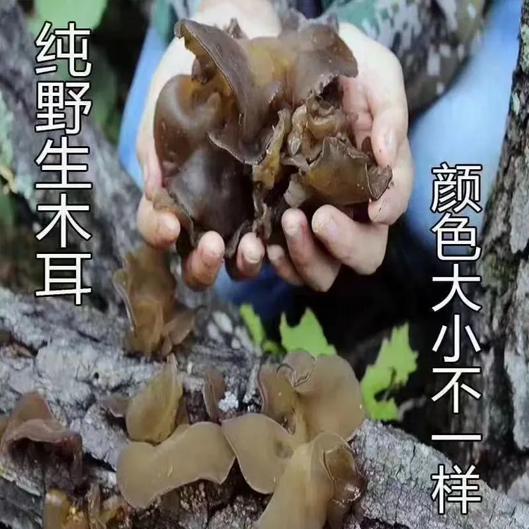 自己采摘深山野木耳2025年茬春木耳软糯Q弹，肉嘟嘟
