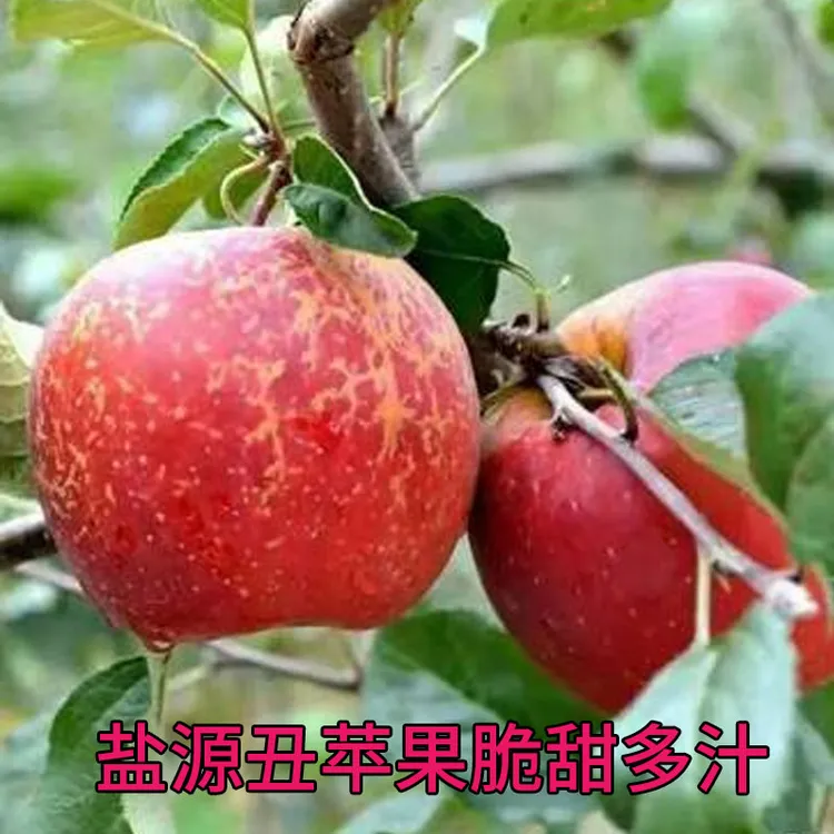 【正宗四川大凉山】盐源头茬丑苹果新鲜现摘现发包脆爆甜