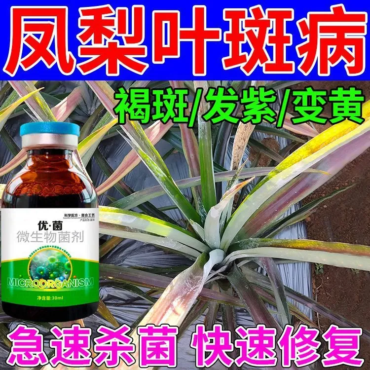 凤梨叶斑病专用药凤梨病全治叶片发黄发紫褐斑心腐病凋萎病杀菌剂