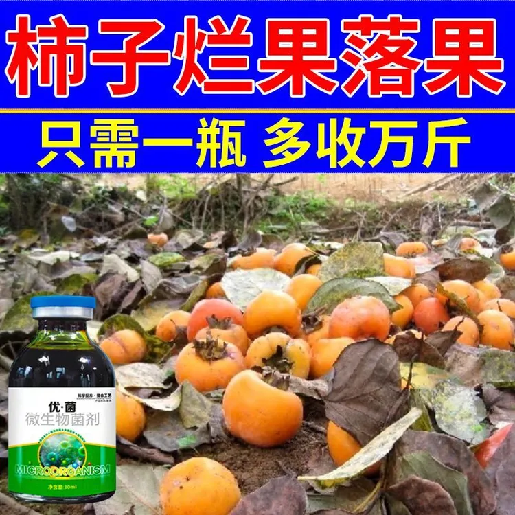 柿子树烂果落果】病全治柿子剂炭疽病煤污病圆斑病叶枯黑点病