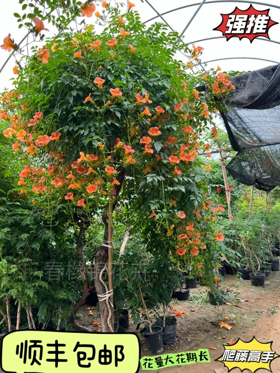 耐寒凌霄花苗爬藤植物开花好养门庭盆栽庭院阳台老桩炮仗花夏季