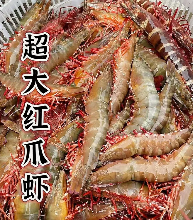 博贺港野生红爪虾 纯天然野生海虾 鲜活液氮锁鲜发货 顺丰包邮