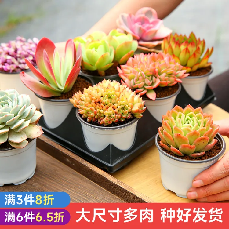 6大颗多肉植物大株多肉老桩带盆发货多肉花盆精养大多肉DR