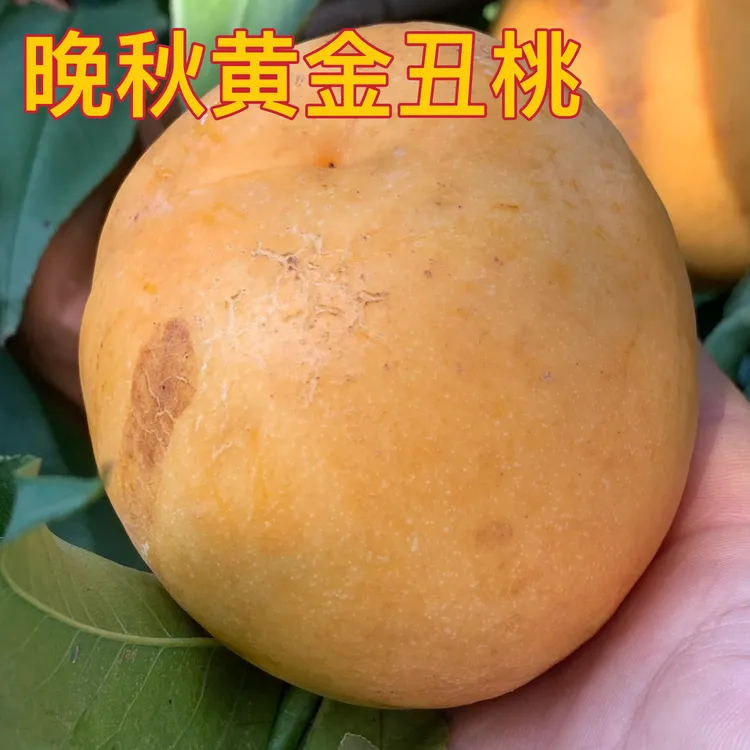 晚秋离核黄金丑桃，蜜桃，软糯甘甜，入口即化，树上熟鲜桃
