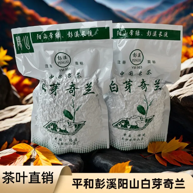 白芽奇兰茶乌龙茶正宗彭溪阳山茶厂2025春茶浓香型原产地熟茶茶叶