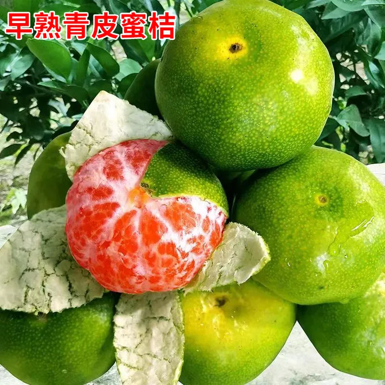 新品种青皮蜜桔苗日南一号桔子苗早熟青柑橘苗嫁接无核蜜橘子树苗