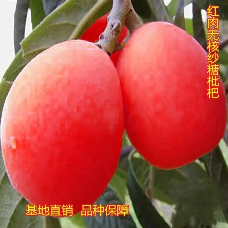 买一送一】新品种红肉枇杷树苗无籽无核砂糖枇杷果树苗南北方种植