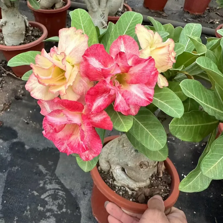 沙漠玫瑰基地直发一物一拍多年老桩赠送肥料直播间展示为准