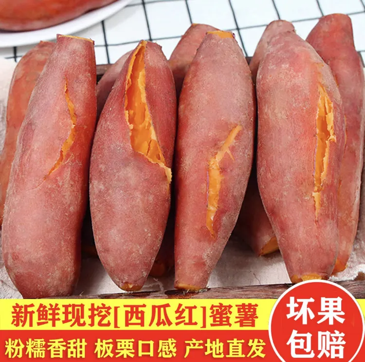 沙地现挖西瓜红红薯红黄心蜜薯地瓜板栗沙地农家新鲜番薯香甜山芋
