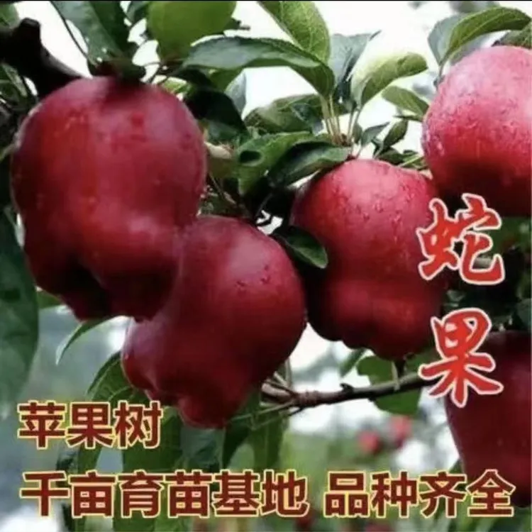 新品种蛇果苹果苗嫁接花牛苹果树苗盆栽地栽红蛇果苗