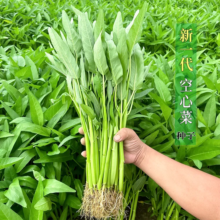三叉空心菜种子适应阳台盆栽蕹菜菜籽四季种植口感甜脆嫩蔬菜上市