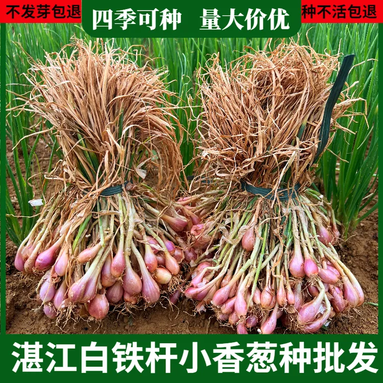 湛江白铁杆小香葱种子批发蔬菜种子耐热葱头种子阳台四季种植葱种