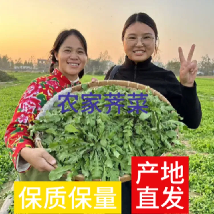 25年现新鲜荠荠菜荠菜现挖野生露天火锅食材农家野菜地菜