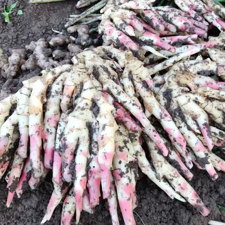 犍为嫩仔姜顺丰包邮四川乐山犍为菜姜佛手姜嫩生姜3斤装现挖