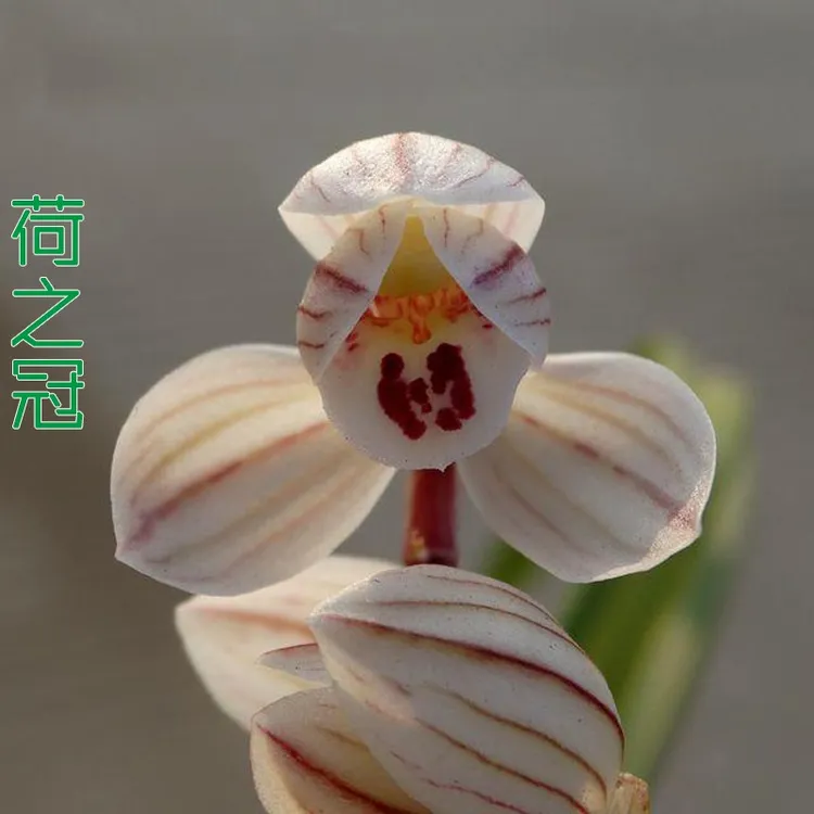 莲瓣兰荷之冠带花苞绿植花卉使用裸根发货阳台室内客厅好养兰花苗