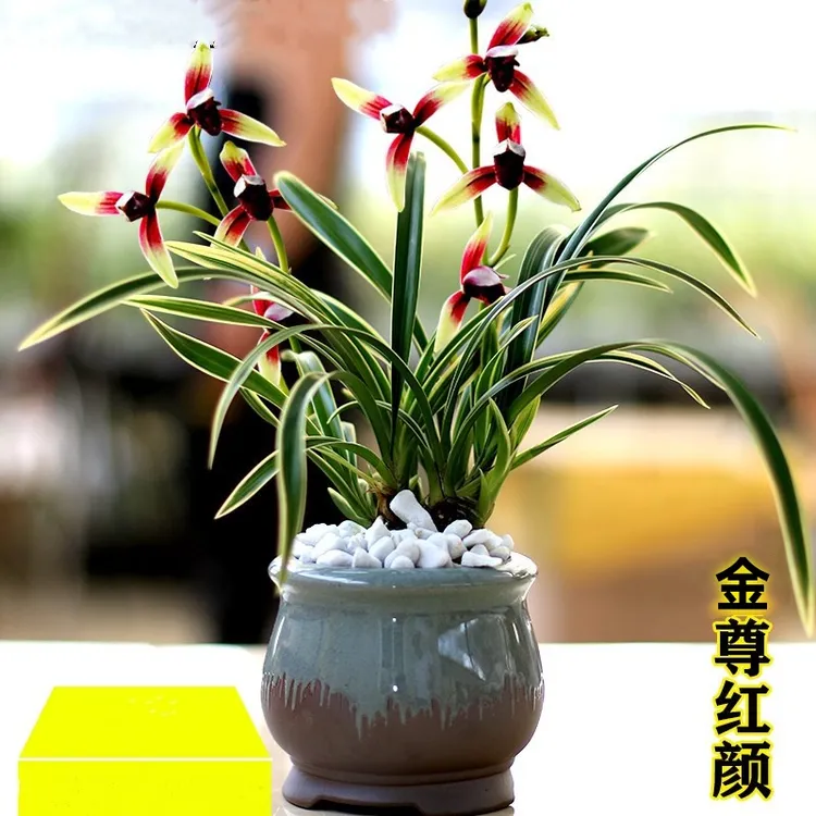 金尊红颜金边名贵兰花苗花苞建兰四季兰花卉盆栽使用进口裸根发货