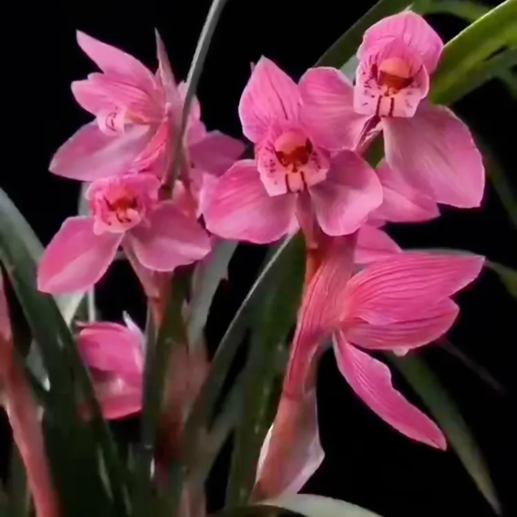 春剑富贵红带花苞开花浓香办公室阳台窗台客厅花卉透气植物兰花苗