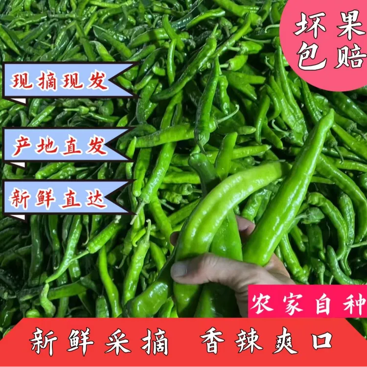 农家自种新鲜现摘湘新湘研55号牛角椒薄皮辣椒微辣中辣时令蔬菜