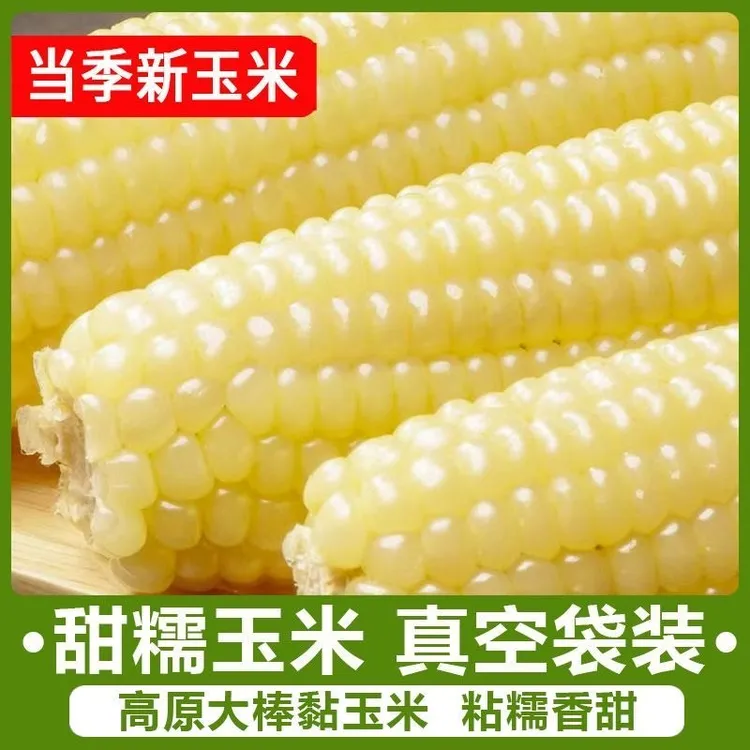 【试吃三根】2025年东北白糯玉米真空包装大棒低脂代餐单根260克