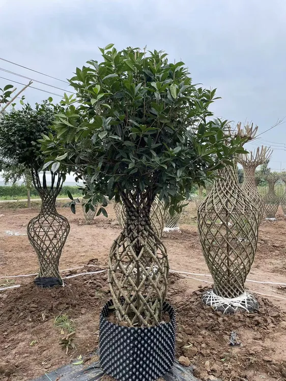 桂花老桩花瓶庭院盆景一体老桩