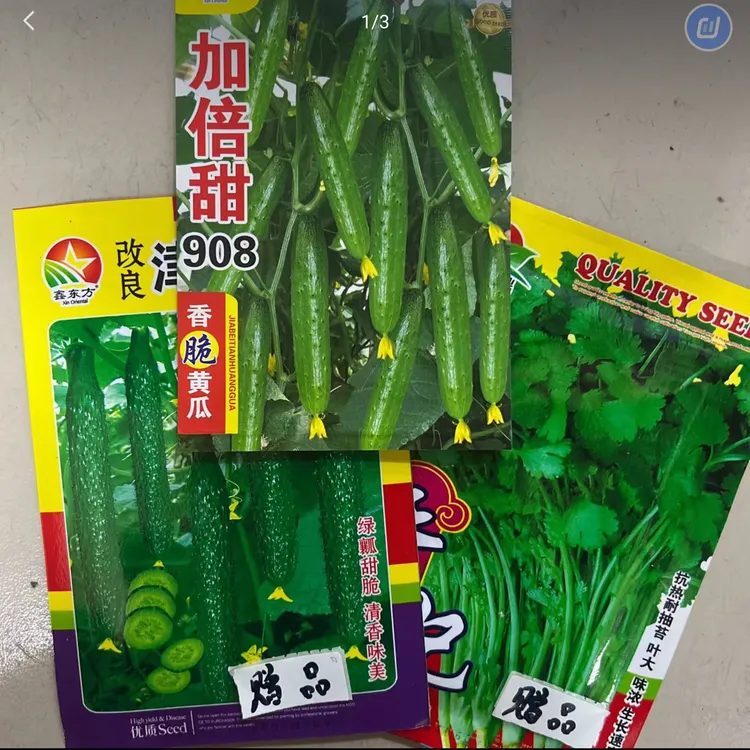 加倍甜908黄瓜（赠大叶香菜和水黄瓜包装随机发）