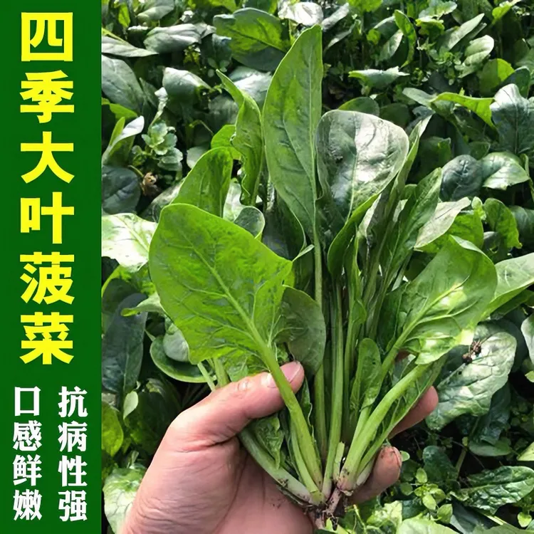 大叶红根菠菜种子耐热耐寒菠菜种子大田小院阳台盆栽均可种植
