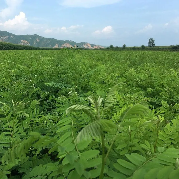 紫穗槐种子灌木护坡种籽多年生耐瘠耐水湿耐轻度盐碱土牧草种子