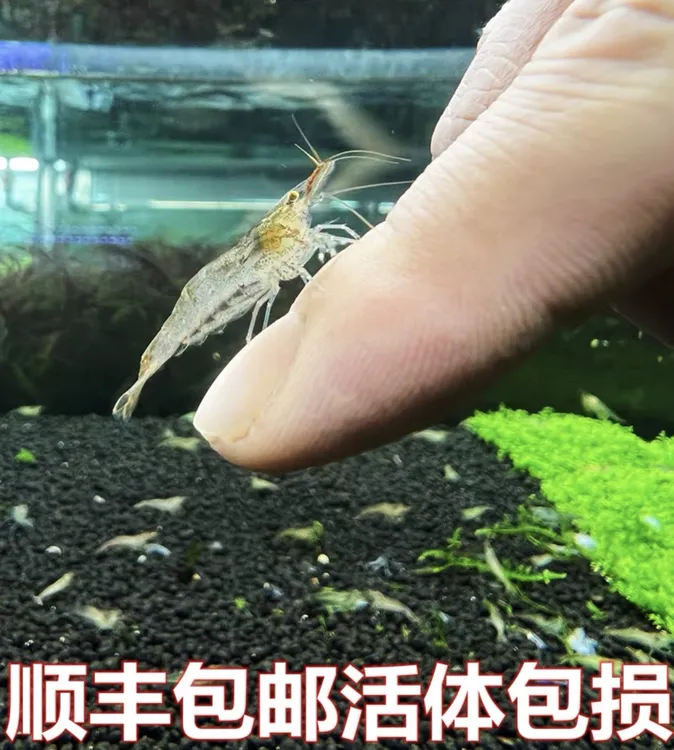 观赏鱼斑马鱼黑壳虾除藻虾工具虾除偏远地区顺丰包邮