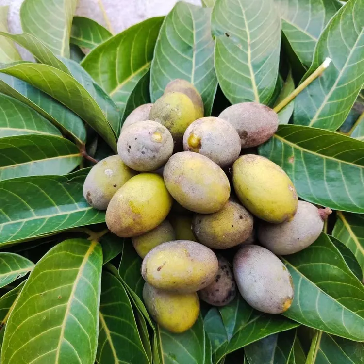 潮汕橄榄三十年深山老树原生态青橄榄泡酒煲汤榨汁炖猪肚新鲜青果