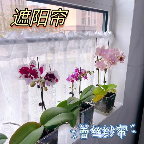 小婵婵婵姐同款窗台蝴蝶兰家用花卉绿植遮阳帘白纱蕾丝纱帘半帘