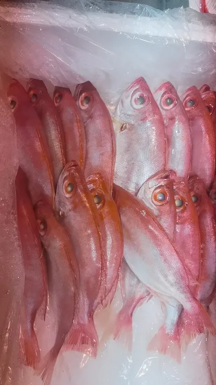 广东汕尾碣石本港海捕红目鲢（半斤/条）