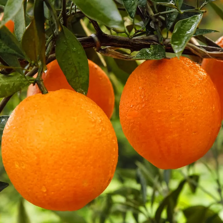 新鲜纽荷尔脐橙现摘高山甜橙应季孕妇水果多汁化渣橙子带箱5斤9斤