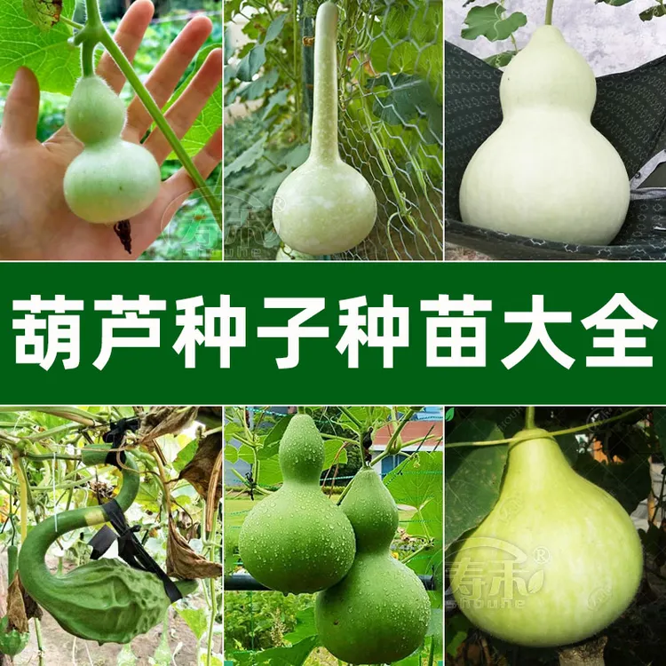葫芦苗种籽手捻种子大秧特大巨型苗孑子盆栽文玩小葫芦籽种大全